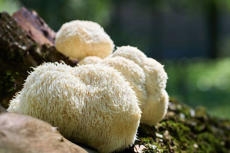 Organic Lion's Mane