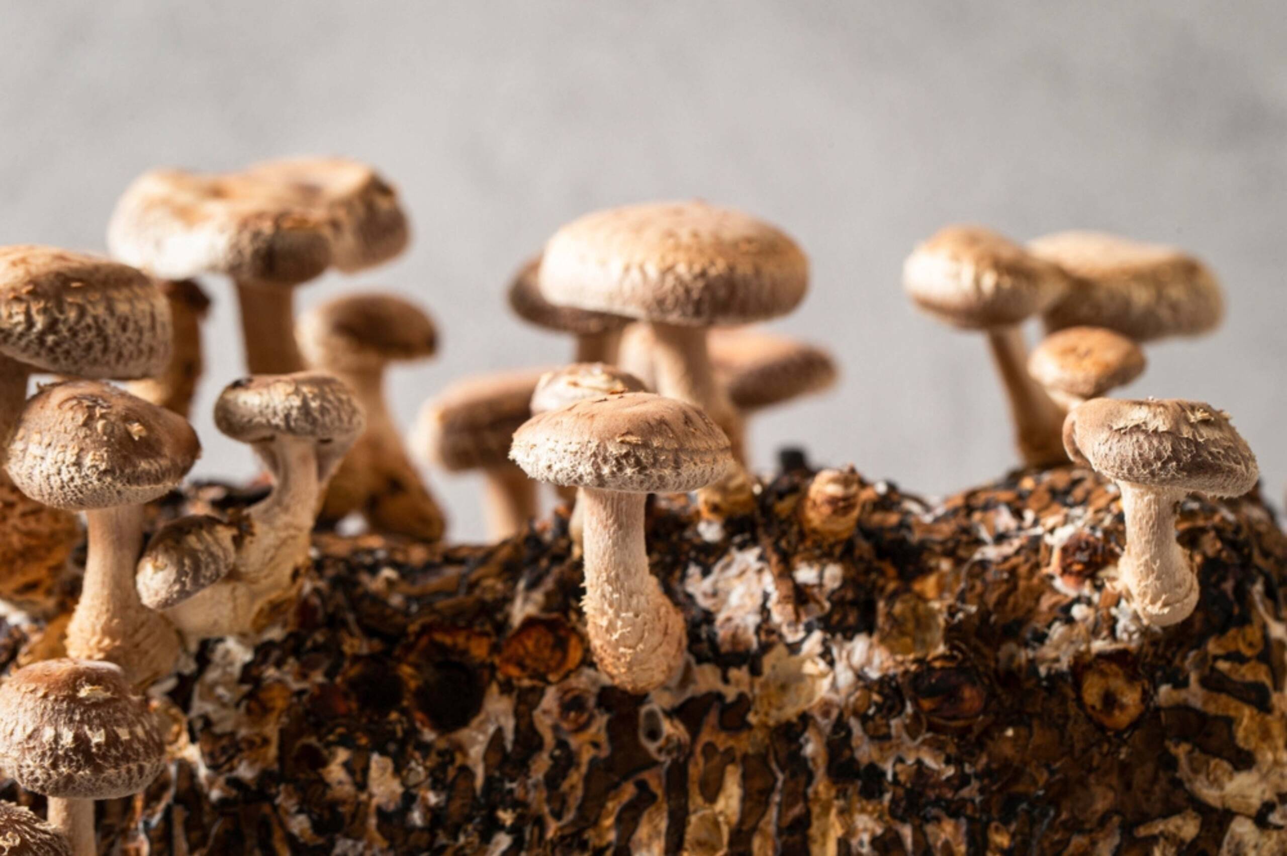 Maitake Mushrooms 3 lbs. Box