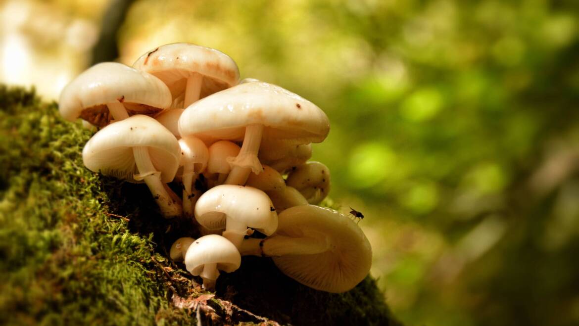 Sustainable Mushroom Farming Practices
