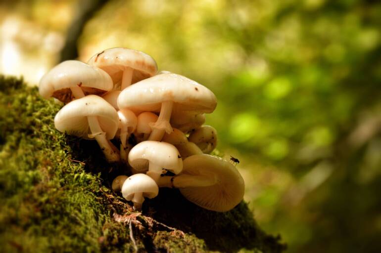 Sustainable Mushroom Farming Practices