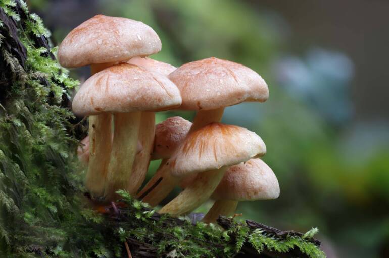 Chanterelle