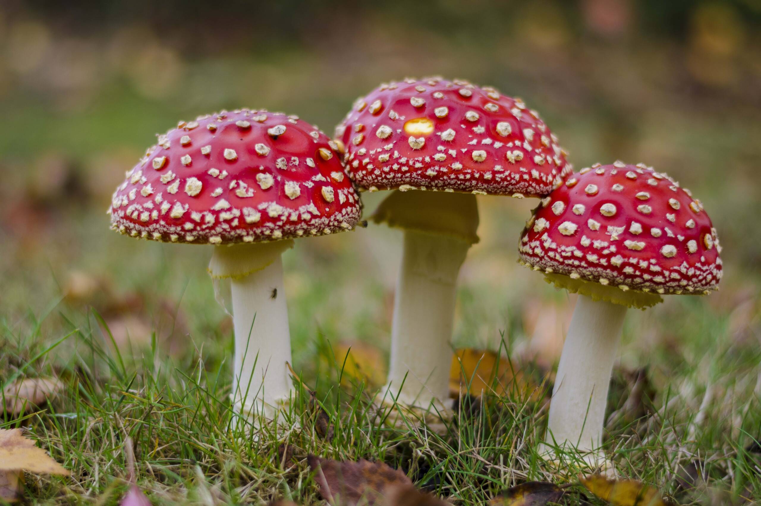 4 HONEY MUSHROOMS