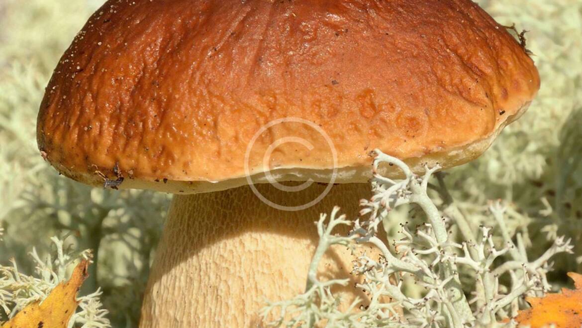 The Role of Mushrooms in Plant-Based Diets