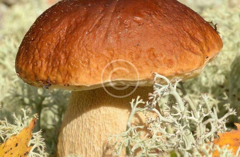 The Role of Mushrooms in Plant-Based Diets
