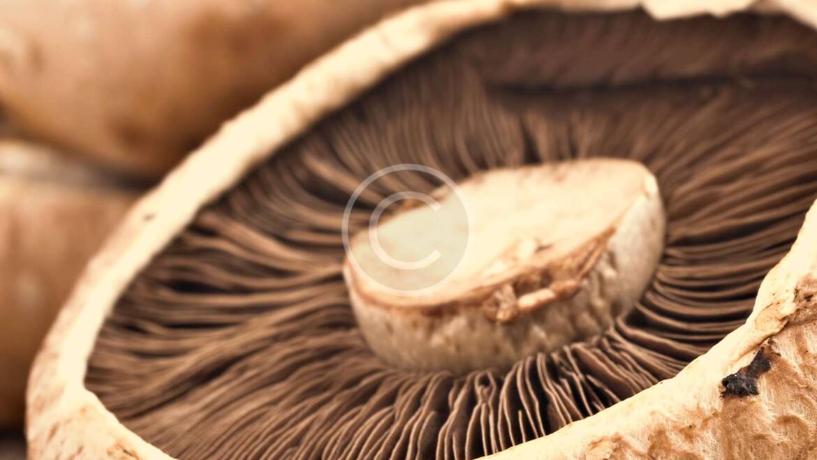 How Mushrooms Support Your Immune System