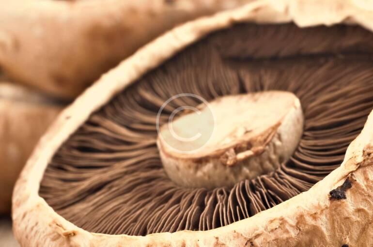 How Mushrooms Support Your Immune System