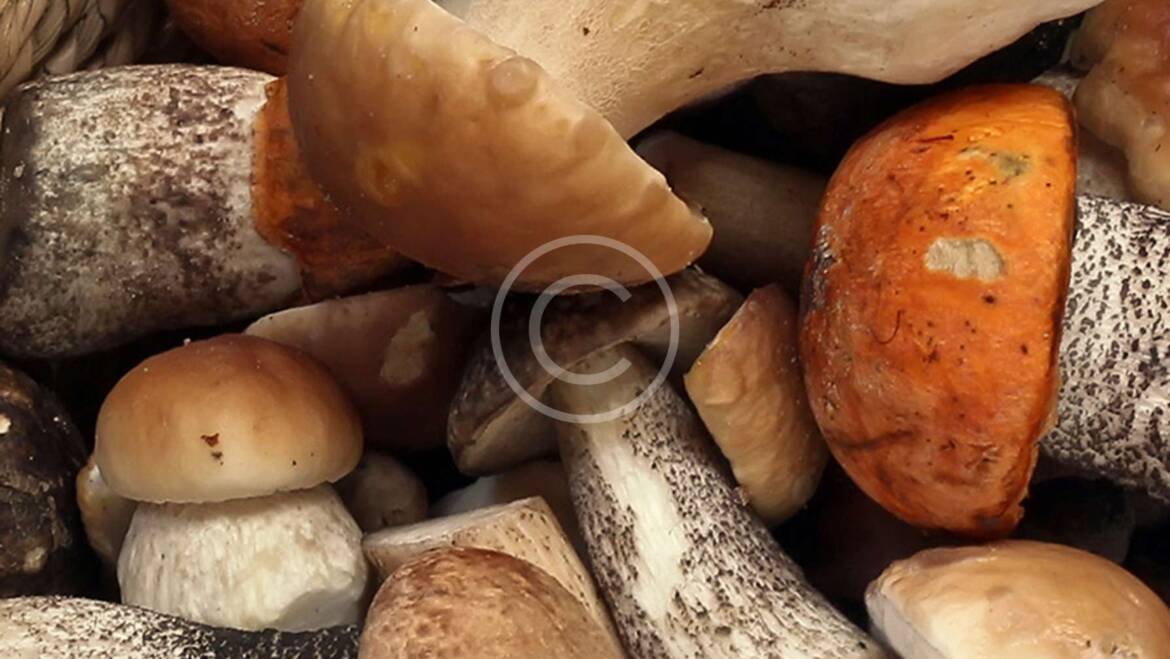 Understanding the Nutritional Value of Mushrooms