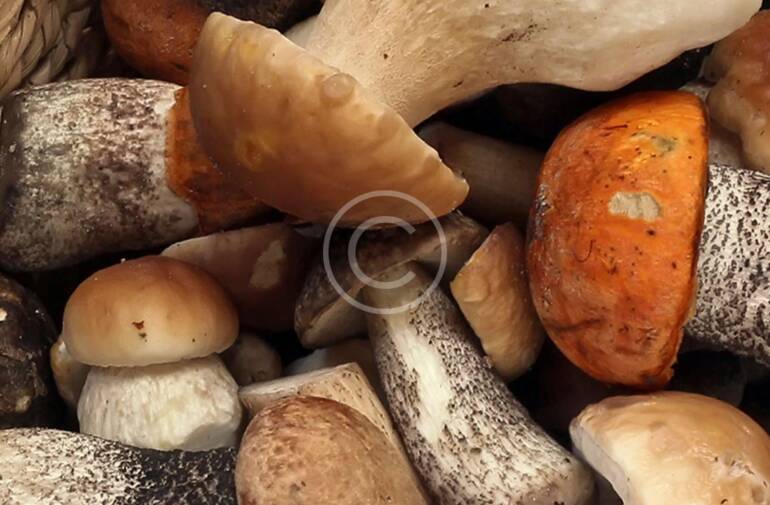 Understanding the Nutritional Value of Mushrooms
