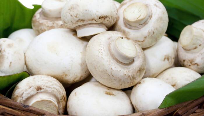 Organic Buttons 10 lbs. box white large