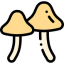 mushroom6