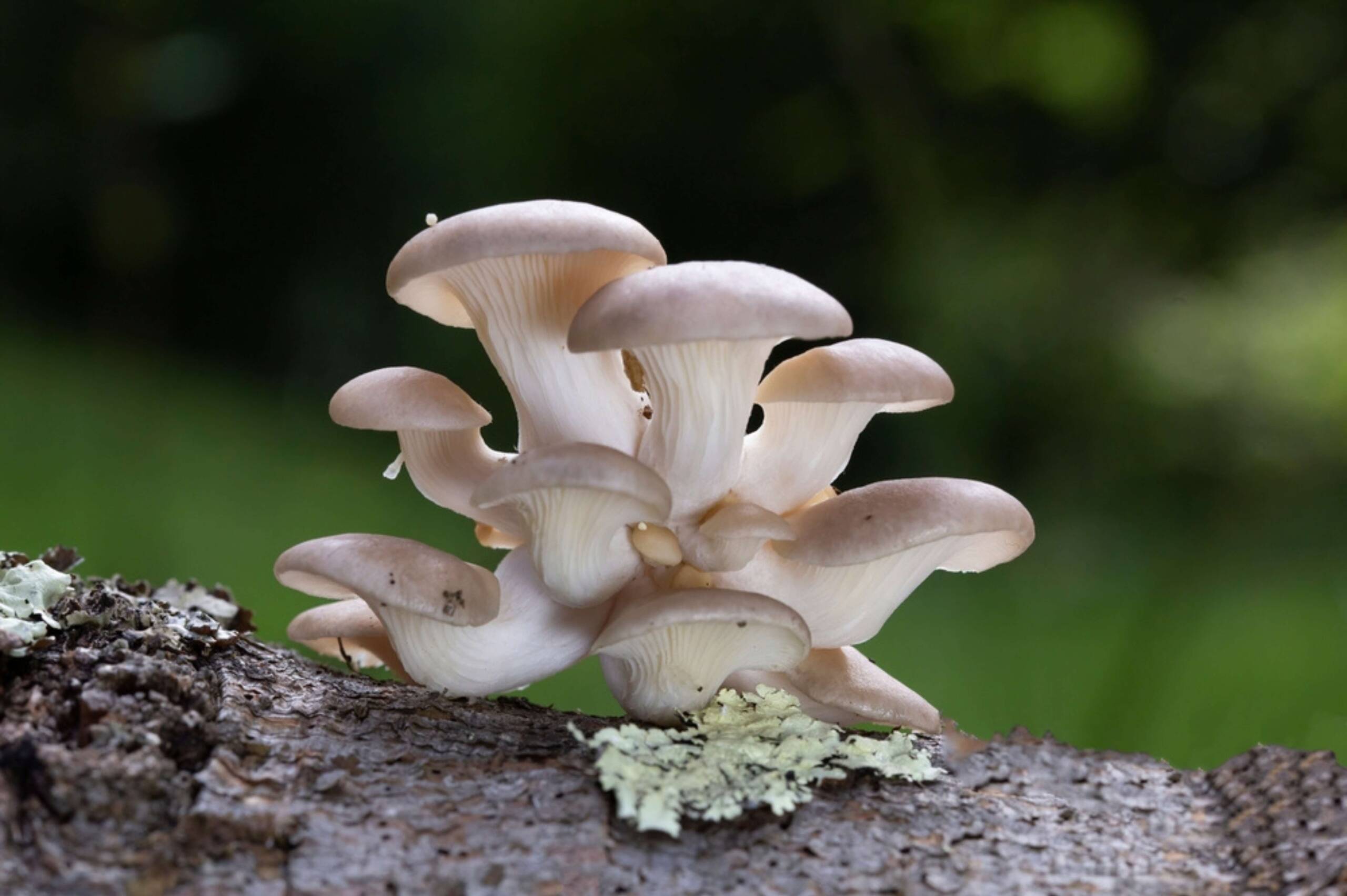 15 OYSTERS MUSHROOMS