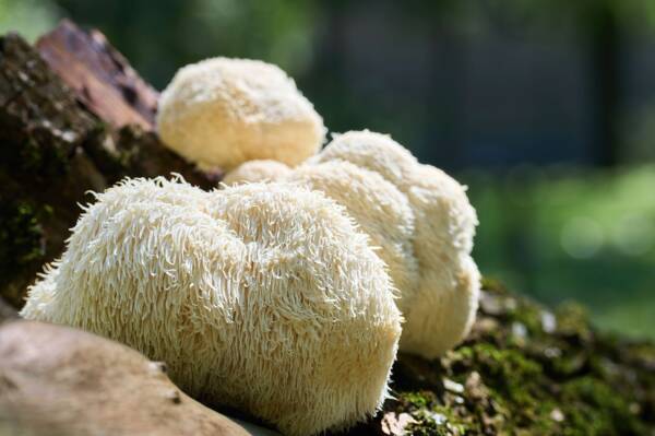 Organic Lions mane 3 lbs. box
