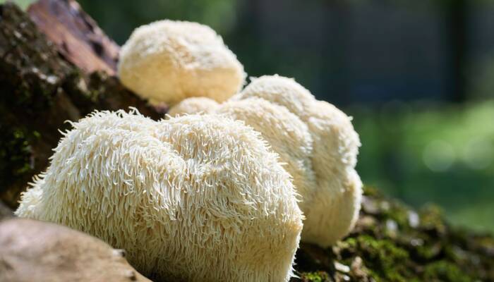 Organic Lions mane 6/3.5 oz