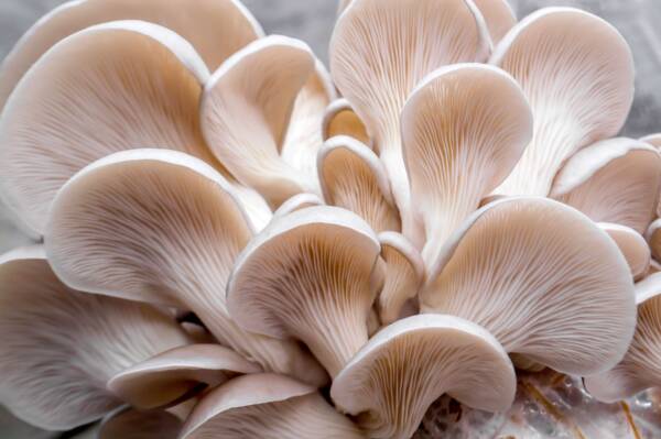 Organic Oysters 6/3.5 oz