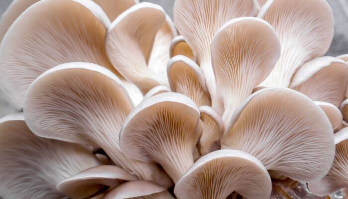 Organic Oysters 6/3.5 oz