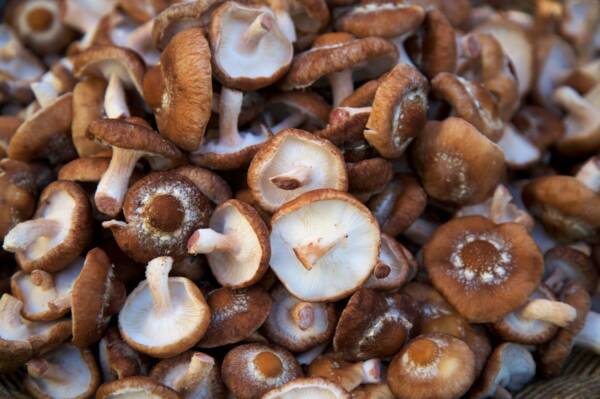 Organic Shiitake 6/3.5 oz