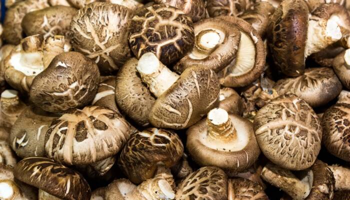 Organic Maitake 5 lbs. box