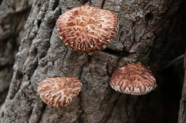 Shiitake 6/3.5 oz box