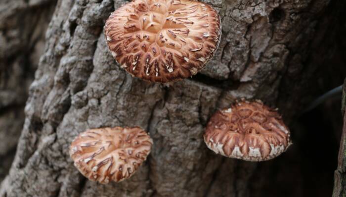 Shiitake 6/3.5 oz box