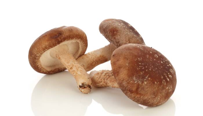 Shiitake Caps only 3 lbs. box